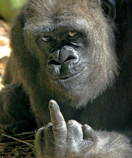 giving-the-finger gorilla